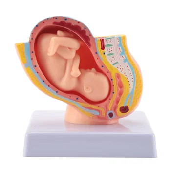 Humanos Gravidez, Desenvolvimento Fetal 9º Mês Embrionário Pélvica Modelo de Feto Feto, Gravidez Anatomia da Placenta Modelo